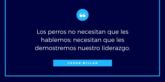 Frases de Cesar Millan